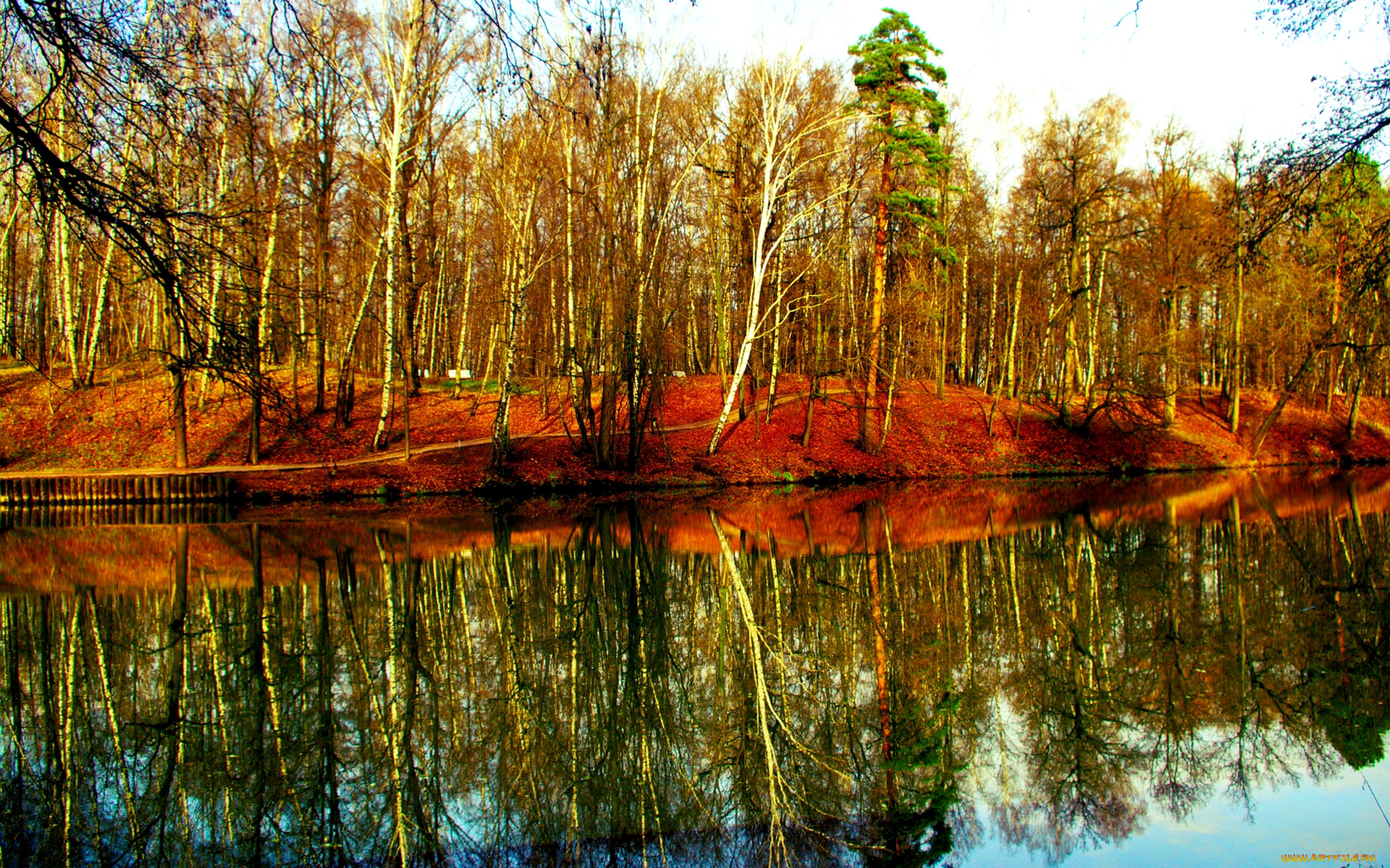 Осень лес река березы